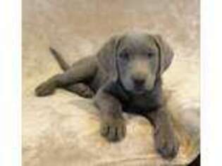 Labrador Retriever Puppy for sale in Perris, CA, USA