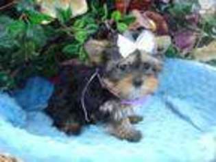 Yorkshire Terrier Puppy for sale in SPRING, TX, USA