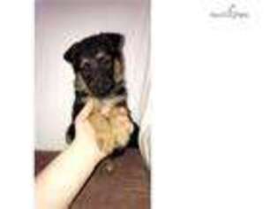 German Shepherd Dog Puppy for sale in Dayton, OH, USA