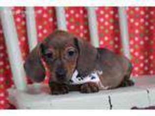 Dachshund Puppy for sale in Eden Valley, MN, USA