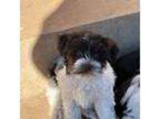 Havanese Puppy for sale in Gladewater, TX, USA