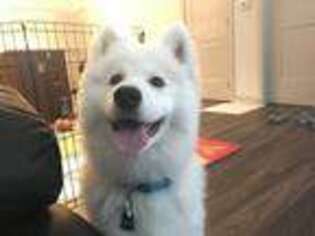 Samoyed Puppy for sale in Columbia, MD, USA