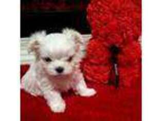 Maltese Puppy for sale in Mooresville, NC, USA