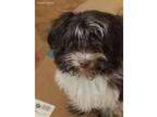 Havanese Puppy for sale in Merrill, WI, USA