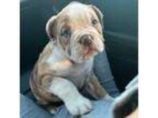 Bulldog Puppy for sale in Locust Grove, GA, USA