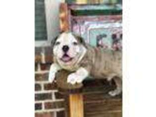 Bulldog Puppy for sale in Kaufman, TX, USA