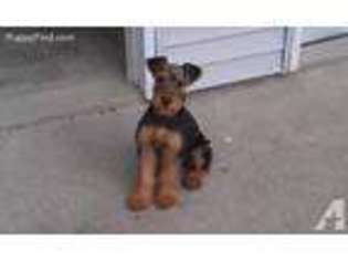 Airedale Terrier Puppy for sale in BLUFFTON, IN, USA