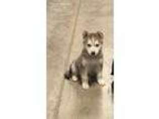 Siberian Husky Puppy for sale in Dearborn, MI, USA