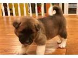 Akita Puppy for sale in Columbia, MO, USA