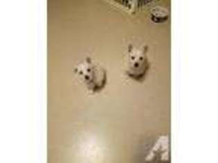 West Highland White Terrier Puppy for sale in GOBLES, MI, USA