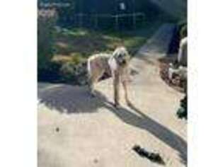 Irish Wolfhound Puppy for sale in Lambertville, MI, USA