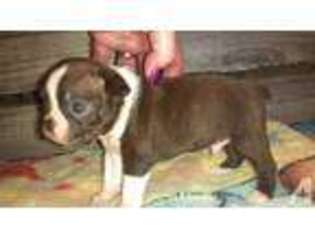 Boston Terrier Puppy for sale in KANE, IL, USA