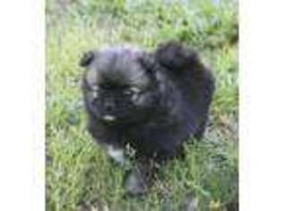 Pomeranian Puppy for sale in Montgomery, TX, USA
