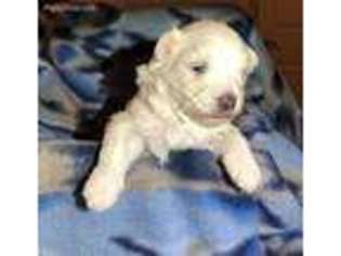 Maltese Puppy for sale in Port Charlotte, FL, USA