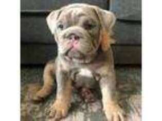 Bulldog Puppy for sale in Highmore, SD, USA