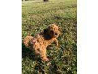 Goldendoodle Puppy for sale in Canfield, OH, USA