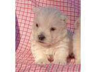 West Highland White Terrier Puppy for sale in Hollywood, AL, USA