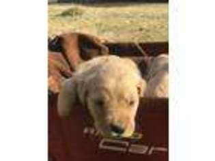 Golden Retriever Puppy for sale in Pontotoc, MS, USA