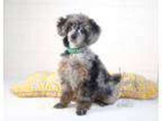 Mutt Puppy for sale in Arcata, CA, USA