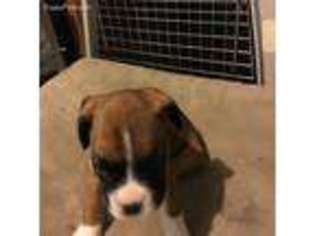 Boxer Puppy for sale in Swansea, MA, USA