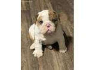 Bulldog Puppy for sale in Tempe, AZ, USA