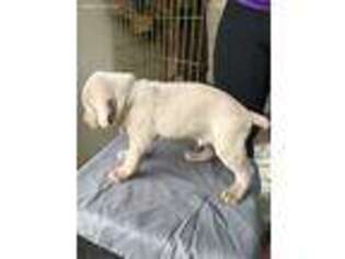 Weimaraner Puppy for sale in Monmouth, OR, USA