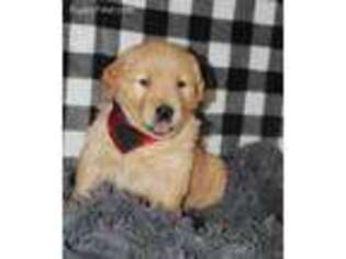 Golden Retriever Puppy for sale in Moyers, OK, USA
