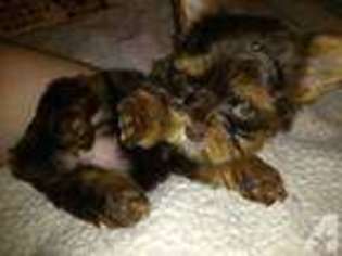 Yorkshire Terrier Puppy for sale in SAN ANTONIO, TX, USA