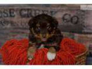 Miniature Australian Shepherd Puppy for sale in Salt Lake City, UT, USA