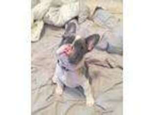 French Bulldog Puppy for sale in Montgomery, MI, USA