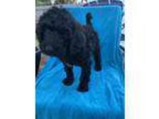 Labradoodle Puppy for sale in Wilmington, NC, USA