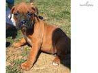 Boxer Puppy for sale in Baltimore, MD, USA
