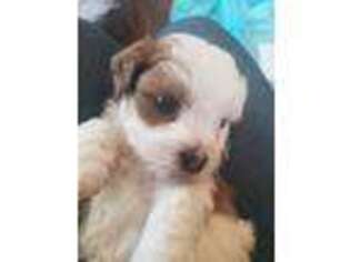 Havanese Puppy for sale in Bandera, TX, USA