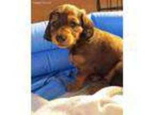 Dachshund Puppy for sale in Clear Spring, MD, USA