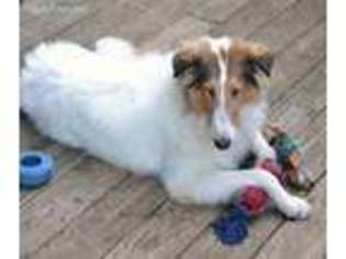Collie Puppy for sale in Sherrard, IL, USA