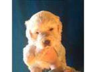 Mutt Puppy for sale in Chariton, IA, USA