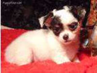 Chihuahua Puppy for sale in Alba, TX, USA