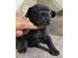 French Bulldog Puppy for sale in Wortham, TX, USA