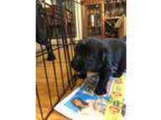 Labrador Retriever Puppy for sale in Ringwood, NJ, USA