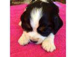 English Springer Spaniel Puppy for sale in Blanchard, ID, USA