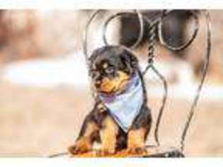 Rottweiler Puppy for sale in Haxtun, CO, USA
