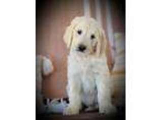Goldendoodle Puppy for sale in Albion, IN, USA