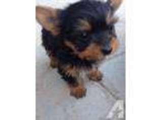 Yorkshire Terrier Puppy for sale in GILROY, CA, USA