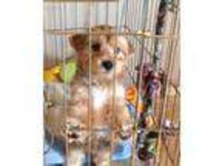Yorkshire Terrier Puppy for sale in Erie, PA, USA