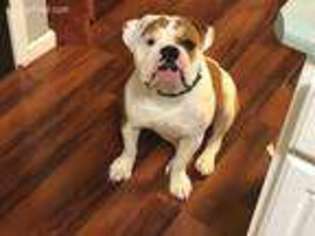 Bulldog Puppy for sale in Fredericksburg, VA, USA