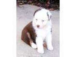 Australian Shepherd Puppy for sale in Hendersonville, NC, USA