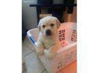 Labrador Retriever Puppy for sale in Rome, NY, USA