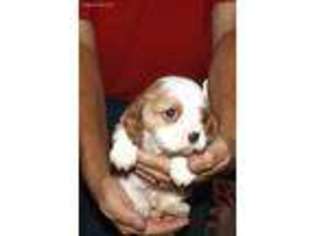 Cavalier King Charles Spaniel Puppy for sale in Maysville, GA, USA