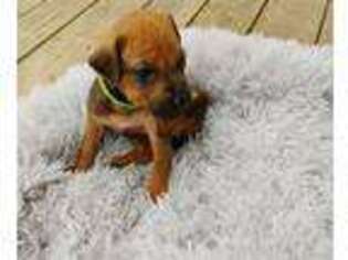 Rhodesian Ridgeback Puppy for sale in Greenville, TX, USA