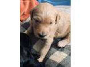 Labradoodle Puppy for sale in Stillwater, OK, USA